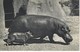 CPA ANIMAUX - HIPPOPOTAME Et SON PETIT ( Parc Zoologique Du Bois De Vincennes ) - Hippopotames