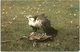 Animals - Birds, Lugger Falcon, Welsh Mountain Zoo, Colwyn Bay - Oiseaux