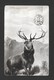 ANIMAUX - ANIMALS -  A MONARCH OF THE GLEN - CHEVREUIL - DEER - POSTMARKED 1905 NICE STAMP- FROM VALENTINE'S SERIES - Autres & Non Classés