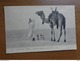 27 Oude Kaartjes Met KAMELEN - CAMELS (zie Foto's) - 5 - 99 Cartes
