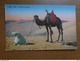 27 Oude Kaartjes Met KAMELEN - CAMELS (zie Foto's) - 5 - 99 Cartes