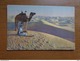 Delcampe - 27 Oude Kaartjes Met KAMELEN - CAMELS (zie Foto's) - 5 - 99 Cartes