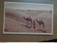 Delcampe - 27 Oude Kaartjes Met KAMELEN - CAMELS (zie Foto's) - 5 - 99 Cartes