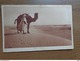 Delcampe - 27 Oude Kaartjes Met KAMELEN - CAMELS (zie Foto's) - 5 - 99 Cartes