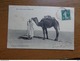 Delcampe - 27 Oude Kaartjes Met KAMELEN - CAMELS (zie Foto's) - 5 - 99 Cartes