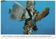 CAYMAN ISLANDS/B.W.I - FRENCH ANGELFISH / THEMATIC STAMP-BUTTERFLY - Caïman (Iles)