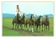 Puszta (Hungary, Ungheria) Stunts On Horses In The Steppes, Acrobazie Sui Cavalli Nella Steppa, Chevaux - Ungheria