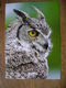 Hibou Northern Great Horned-owl - Uccelli