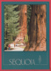 SEQUOIA NATIONAL PARK -The General Sherman Photo Ed. Cooper ** 2 SCANS - Autres & Non Classés