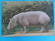 ANIMAUX : HIPPOPOTAME : ONGULES Venant D'AFRIQUE  TROPICALE   C.P.M.,carte En Bon état - Hippopotames