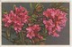 Rhododendron Ferrugineum - Thor E Gyger - Fiori