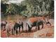 Afrique-KENYA-(Nairobi)-Une Vue Du Bain Des Elephants -PUB.Collection AMORA-TIMBRE-Obliteration-1960 - Kenia