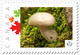 MUSHROOM On Stump = Picture Postage MNH-VF Canada 2019 [p19-01s05] - Funghi