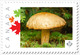 Brown MUSHROOM = Picture Postage MNH-VF Canada 2019 [p19-01s06] - Mushrooms