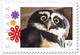 SPECTACLED OWL =BIRDS OF PREY = Picture Postage MNH-VF Canada 2019 [p19-01s15] - Owls