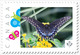 Black BUTTERFLY = Insects = Picture Postage MNH-VF Canada 2019 [p19-01s22] - Papillons