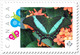 BUTTERFLY = Disguise = Insects = Picture Postage MNH-VF Canada 2019 [p19-01s26] - Papillons