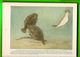 BOOKS - NATIONAL GEOGRAPHIC SOCIETY - THE BOOK OF FISHES, 1924 - 134 ILLUSTRATIONS - 244 PAGES - - Dieren