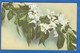 Blumen; Fleurs; 1916 Stempel Budapest - Blumen