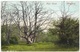 High Beech Chingford Waltham Forest London - Postmark 1904 - London Suburbs