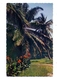 MADAGASKAR / MALAGASY - MAJUNGA, Cocotiers, 1963 - Madagaskar