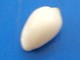 Marginella Apicinum Caraïbes (Ancon) F+++ 8,5mm N3 - Seashells & Snail-shells