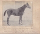 MAGNIFIQUE ALBUM PHOTO DE CHEVAUX  / HARAS DRESSAGE CHEVAUX D ARMEE / HISTORIQUE DES CHEVAUX / A VOIR / RARE ++ - Alben & Sammlungen