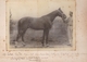 Delcampe - MAGNIFIQUE ALBUM PHOTO DE CHEVAUX  / HARAS DRESSAGE CHEVAUX D ARMEE / HISTORIQUE DES CHEVAUX / A VOIR / RARE ++ - Albums & Collections