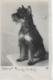 AK 0160  Hund ( Schnautzer ) - Motiv Um 1935 - Hunde