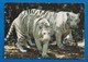 ANIMAUX - 41 - SAINT-AIGNAN - ZOO DE BEAUVAL -  TIGRES BLANCS - PUBLICITÉ VERSO - Tigres