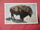 Largest Living Buffalo Bull      -    Ref 3164 - Other & Unclassified