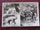 Croacia Unused Postcard Krapina Reconstitution Of Prehistoric Life Bear - Kroatië