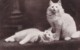 AO59 Animal Postcard - 2 White Cats - Cats