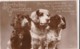 AO59 Animal Postcard - Dogs On A Birthday Greeting - RPPC - Dogs