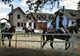 Cerisiers - Haras De Villechétive - Centre Equestre Daniel Doyen - Le Paddock - Chevaux - Cerisiers