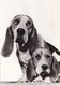 CHIENS - Basset D'Artois - Chiens