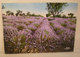 Culture Agricoltura Lavanda  Cartolina Francia Provenza 1959 - Cultures