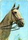 HORSE  Cavallo Grigio Con Finimenti - Paarden