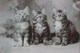 Cpa Chat , PETITS CHATS , CHATONS YEUX AU CIEL , 1905 , CAT . 3 CUTE KITTEN BRIGHT EYES   EDITEUR ROTARY PHOTO - Chats