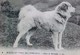 Cpa BEAU CHIEN DES PYRENEES , Chiens De MONTAGNE , 1921  CHIEN BERGER , PYRENEAN DOG , EDITEUR LL - Chiens