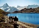 GINDELWALD Am Bachalpsee Maultier-Post Auf Das Faulhorn - Wald