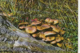 76229- MUSHROOMS - Paddestoelen