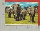 CARTOLINA VG TANZANIA - Elephant Herd - 10 X 15 - ANN. 1979 - Tanzania