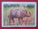 SPAIN ANTIGUO CROMO RARE OLD COLLECTIBLE CARD RINOCERONTE UNICORNIO RHINO RHINOCEROS RHINOS RHINOCEROSES EDUARDO PI VER - Otros & Sin Clasificación