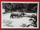 SPAIN ? ANTIGUA FOTO OLD ORIGINAL PHOTO RINOCERONTE RHINO RHINOCEROS RHINOS RHINOCEROSES ZOO ?. A IDENTIFICAR VER IMAGEN - Otros & Sin Clasificación