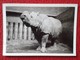 SPAIN ? ANTIGUA FOTO OLD ORIGINAL PHOTO RINOCERONTE RHINO RHINOCEROS RHINOS RHINOCEROSES ZOO ?. A IDENTIFICAR VER IMAGEN - Otros & Sin Clasificación