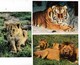 Animaux Lions En Groupe  Lionceau(Zoo De Palmyre N°21 )  Tigre De Sibérie (Panthera Tigris Altaica) Lot De 3 Cartes BE - Lions