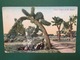 Cartolina Yucca Palms In The Desert - 1930 - Non Classificati