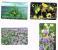 CROAZIA (CROATIA) - CHIP  -  HT 2004 CROATIAN FLORA: COMPLET SET OF 4  12/06 WITH TIRAGE     - USED - RIF. 6664 - Fiori