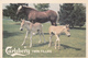 Carlsbery Twin Fillies , Ontario , Canada , 1980 - Horses